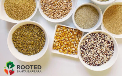 Ingredient Spotlight: All About Grains