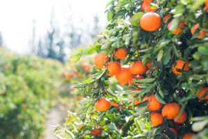Close up of an orange tree in an orchard