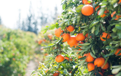 Plant-Forward Eating Is Planet-Forward Eating