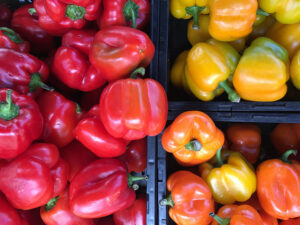 Garden fresh red, yellow and orange peppers