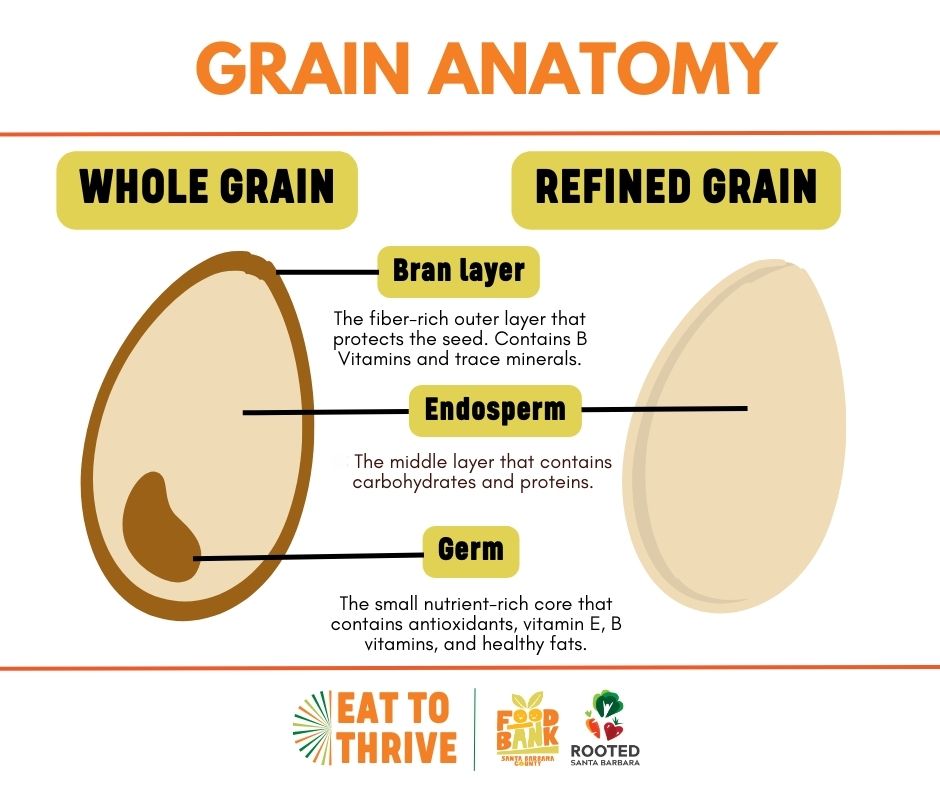 Grain Anatomy graphic