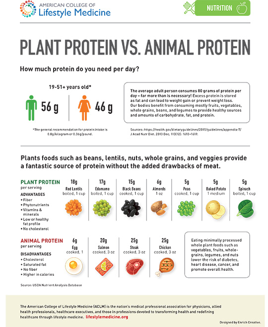 Miniatura de proteína vegetal versus proteína animal
